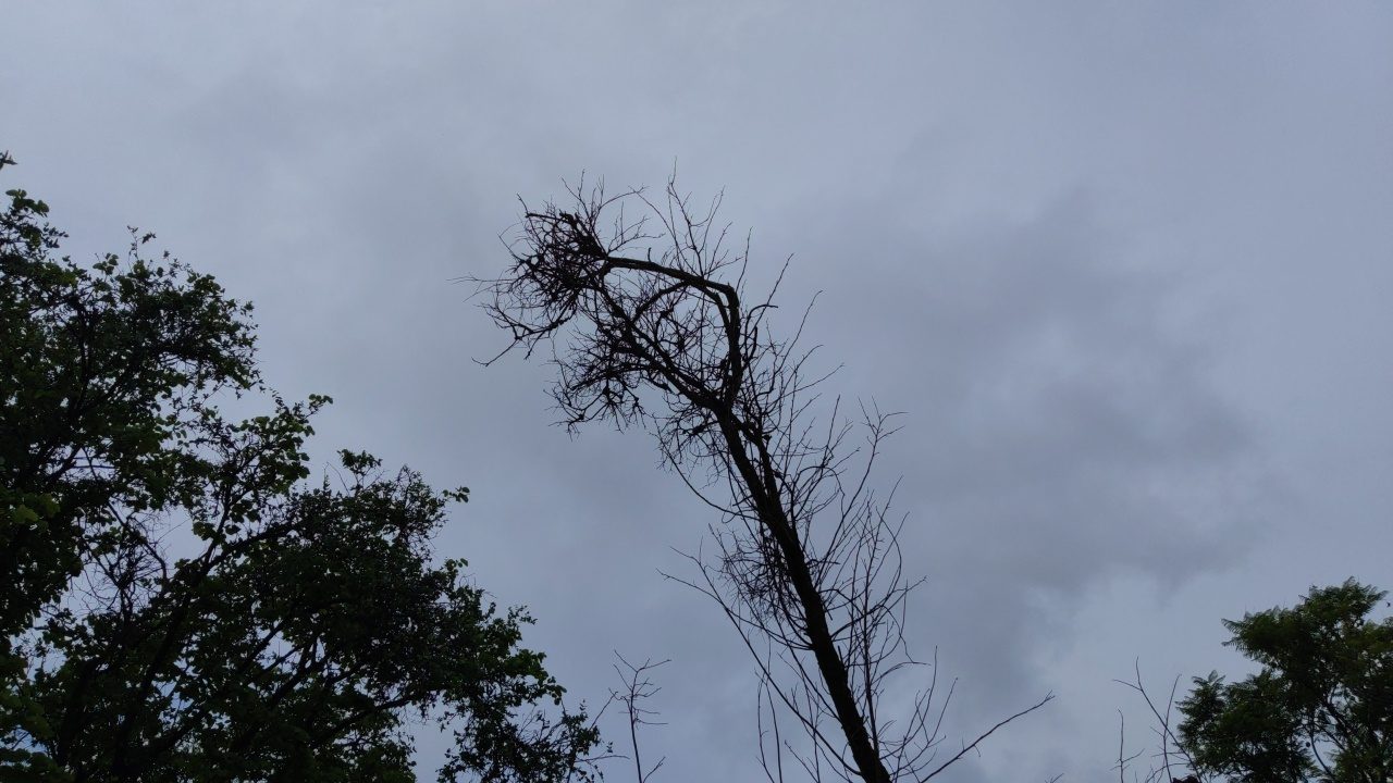 Image exclusive à Environ Média, arbre dépouillé de ses feuilles, Lycée technique Hodari, journée de l'arbre 2025