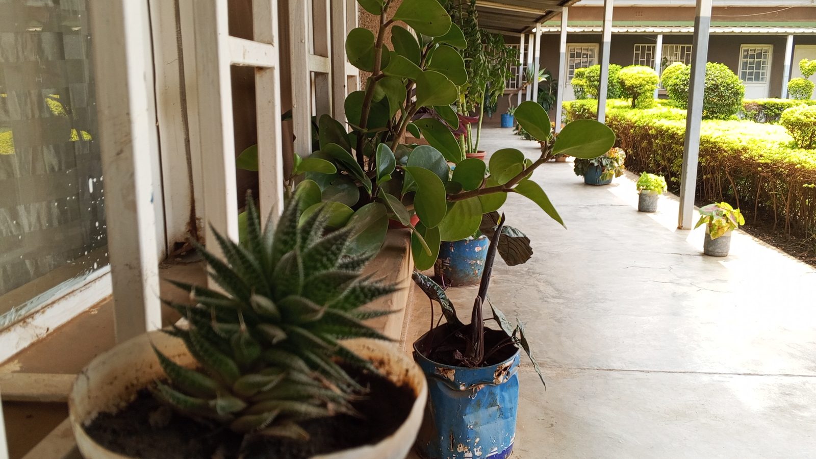 Image exclusive de Environ Média : verdure du noviciat Salvatoriens (Wokovu) à Lubumbashi où s'est réalisé l'interview avec Deogracias Kitoto, secrétaire exécutif de Laudato Si